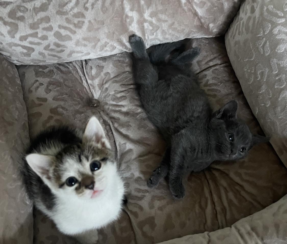 Enlarge Sasha & Tabitha ( friendly kittens), a Adoptable Domestic Short Hair in Staten island, NY image 3/6