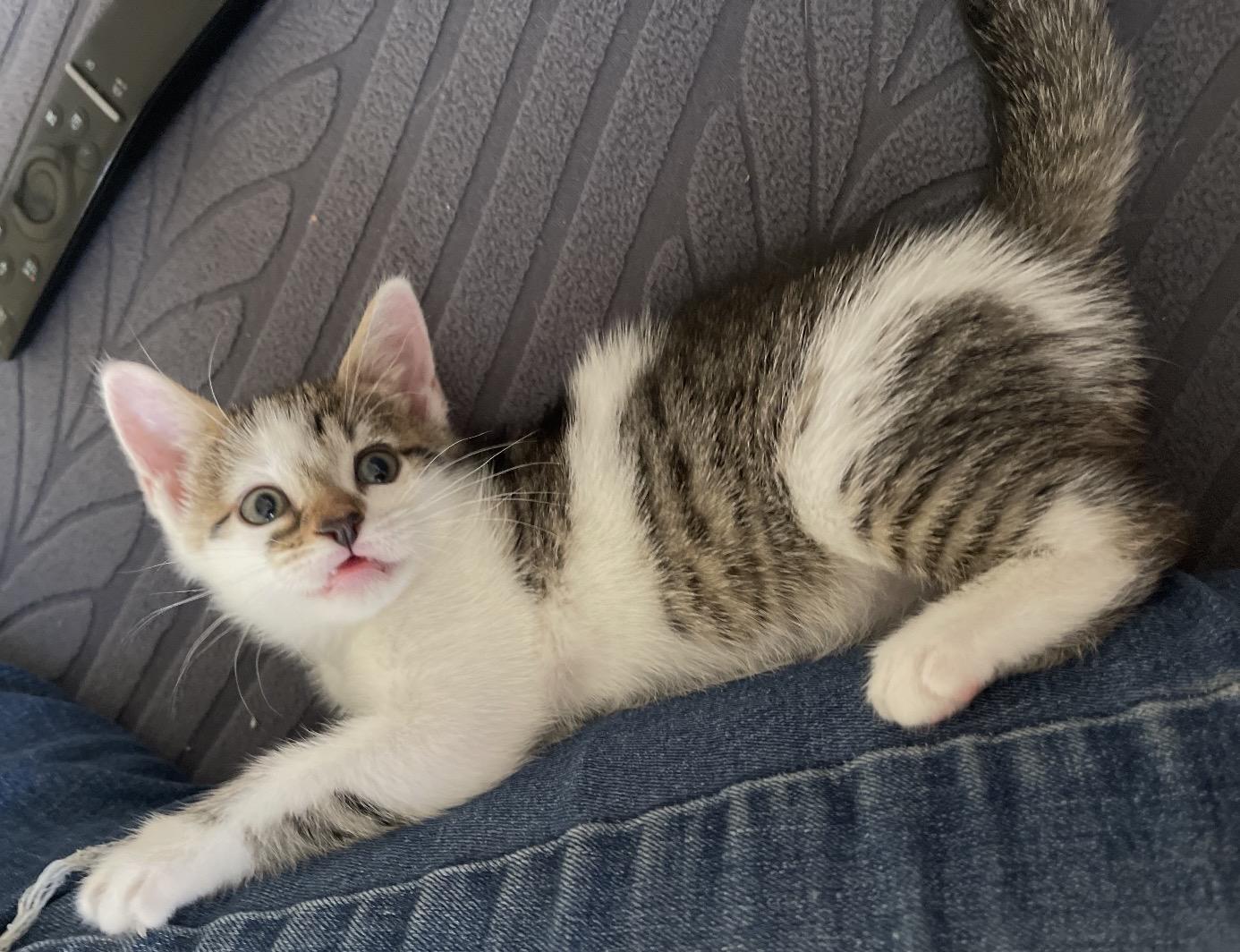 Enlarge Sasha & Tabitha ( friendly kittens), a Adoptable Domestic Short Hair in Staten island, NY image 4/6