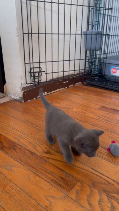 Enlarge Sasha & Tabitha ( friendly kittens), a Adoptable Domestic Short Hair in Staten island, NY video 5/6