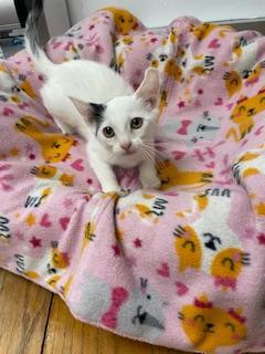 Parmesan thumbnail 2