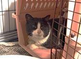 Davos, Adoptable, Adult Male Domestic Short Hair.