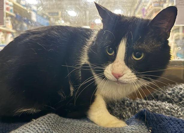 Davos, a Adoptable Domestic Short Hair in Keswick, ON image 2/2