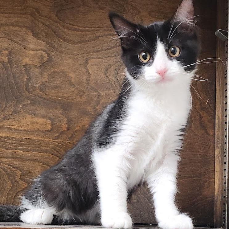 snap, ADOPTABLE, Young Male Domestic Short Hair.