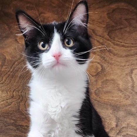 Enlarge snap, a ADOPTABLE Domestic Short Hair in Mesquite, NV image 2/3