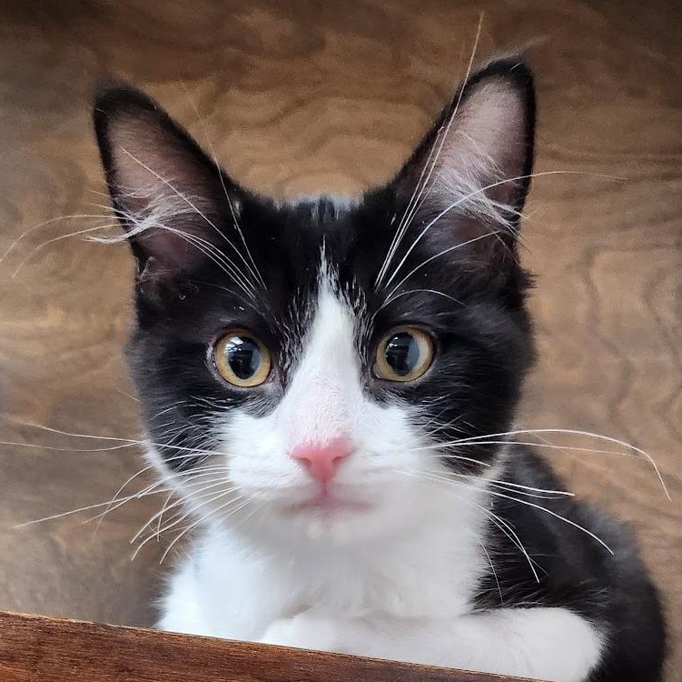 Enlarge snap, a ADOPTABLE Domestic Short Hair in Mesquite, NV image 3/3