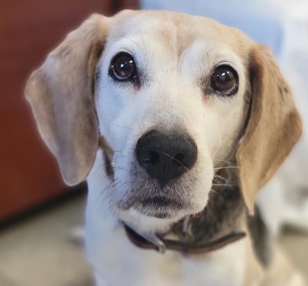 BROWLER, Adoptable, Senior Male Beagle.