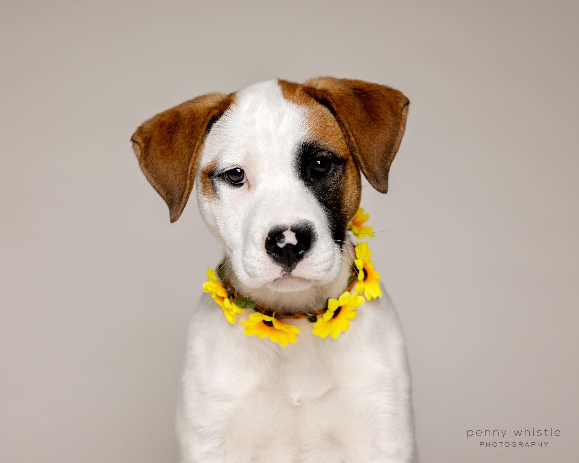 Merry, Adoptable, Puppy Female Australian Cattle Dog / Blue Heeler & Mixed Breed.