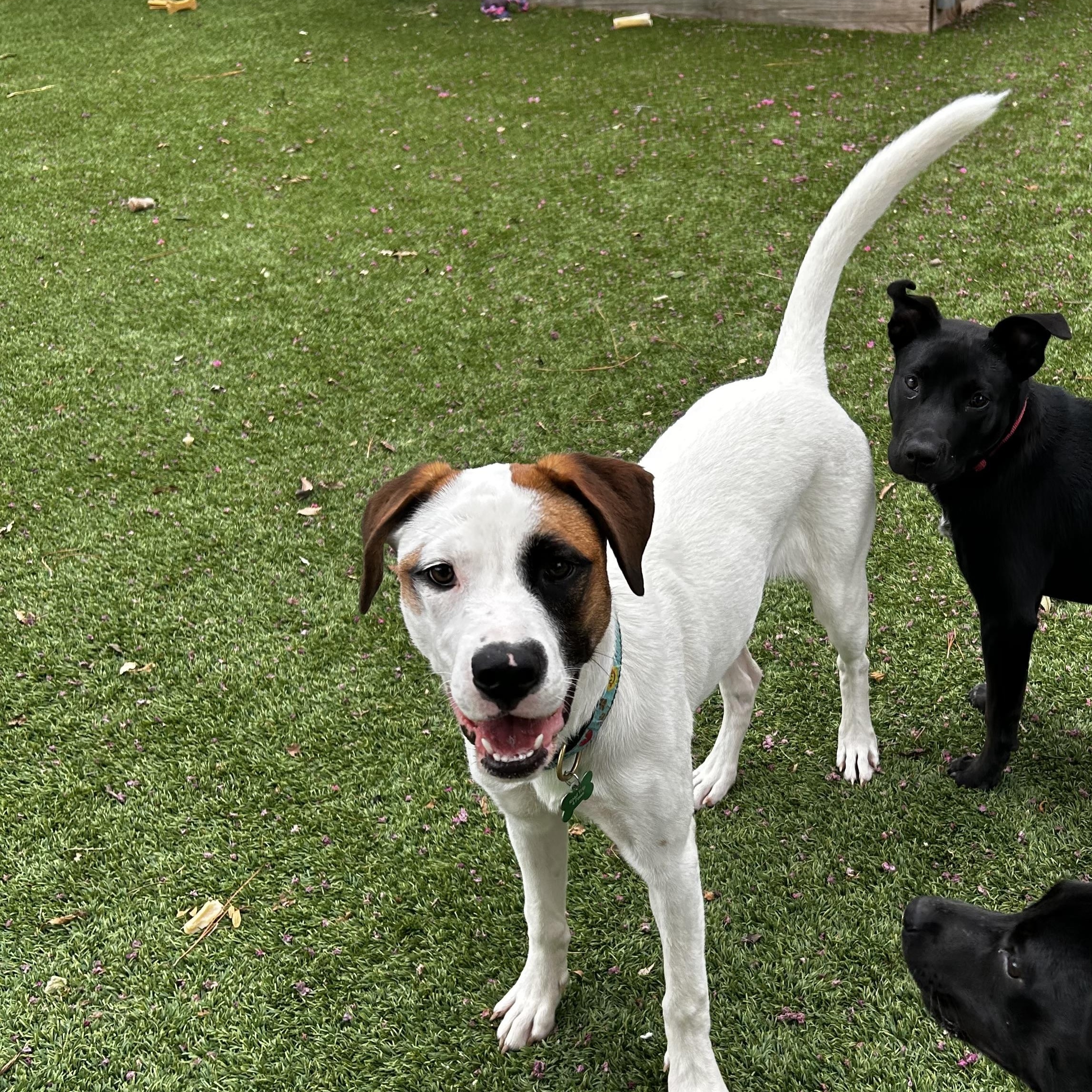 Enlarge Merry, an adoptable mixed breed in Coppell, TX image 1/2