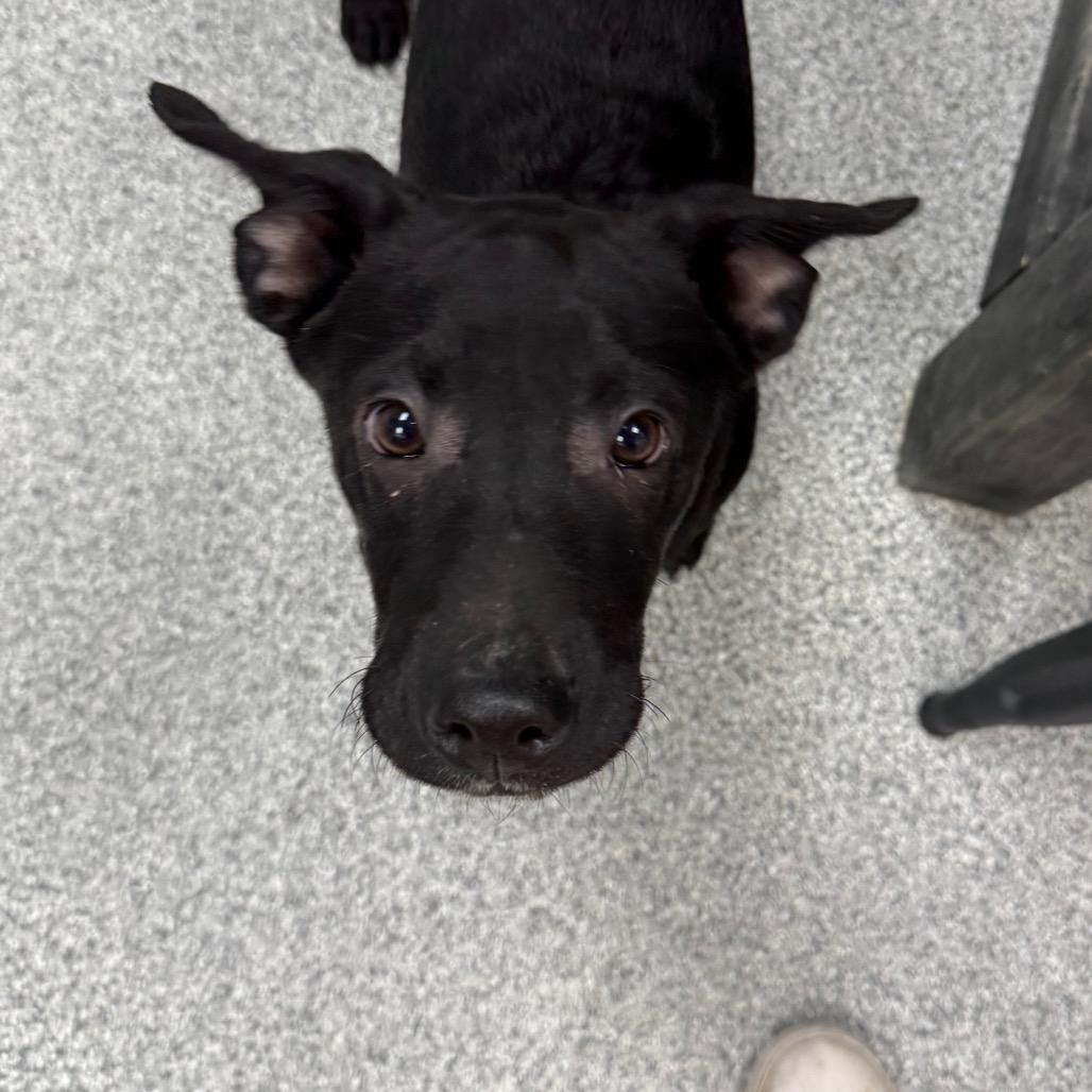 Enlarge Herman, a Adoptable mixed breed in Monticello, IA image 5/6