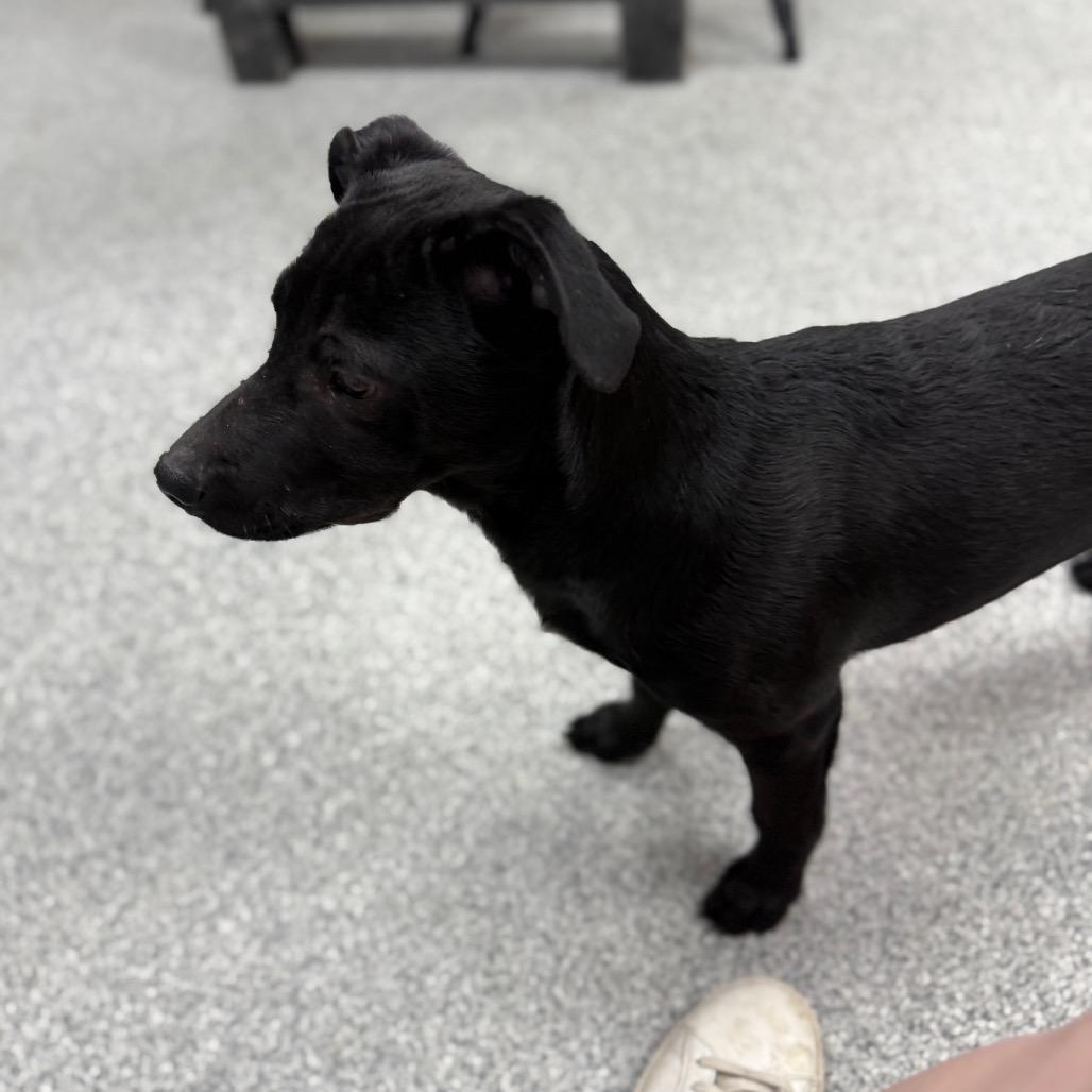 Enlarge Herman, a Adoptable mixed breed in Monticello, IA image 4/6