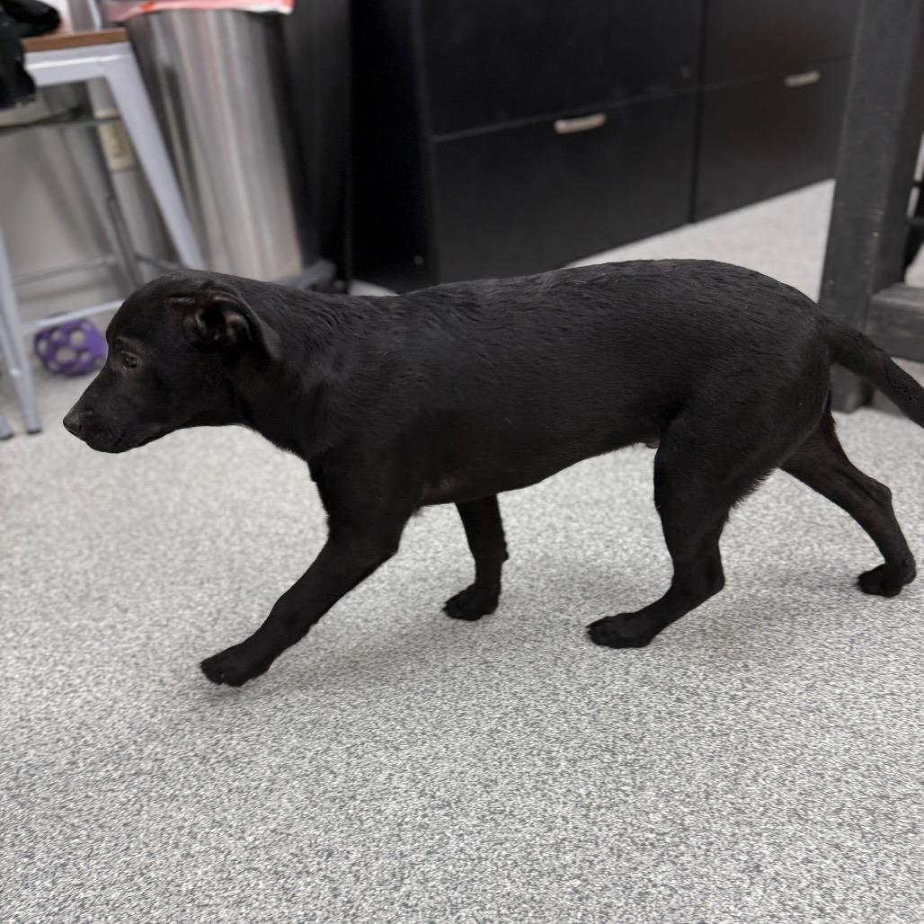 Enlarge Herman, a Adoptable mixed breed in Monticello, IA image 3/6