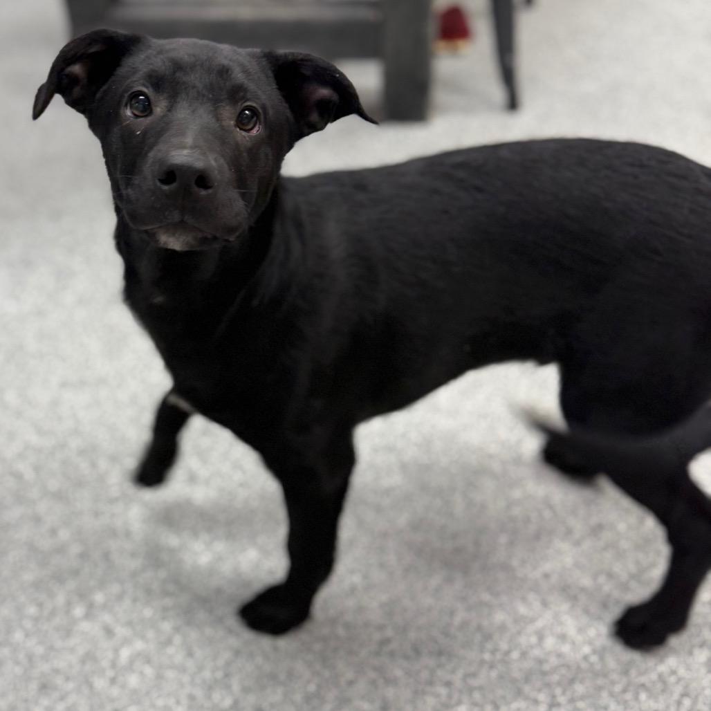 Enlarge Herman, a Adoptable mixed breed in Monticello, IA image 1/6