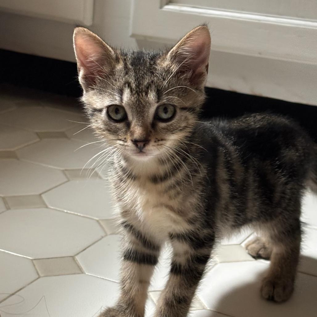 Fiji 2026, Adoptable, Kitten Female Domestic Short Hair.