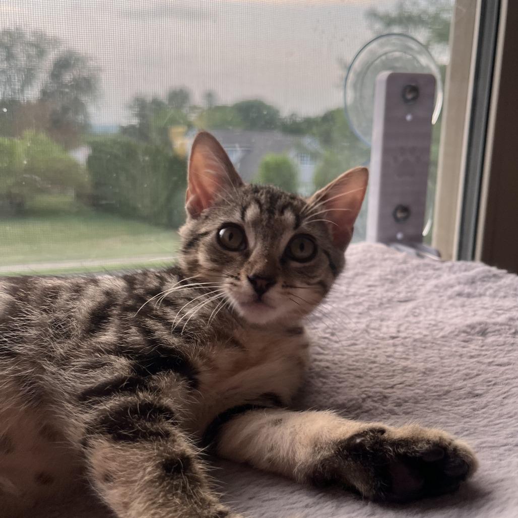 Enlarge Fiji 2026, a Adoptable Domestic Short Hair in Bensalem, PA image 2/4