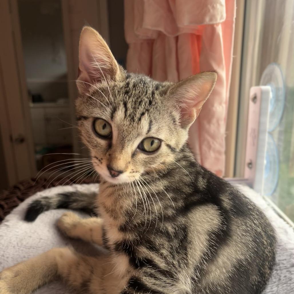 Enlarge Fiji 2026, a Adoptable Domestic Short Hair in Bensalem, PA image 3/4