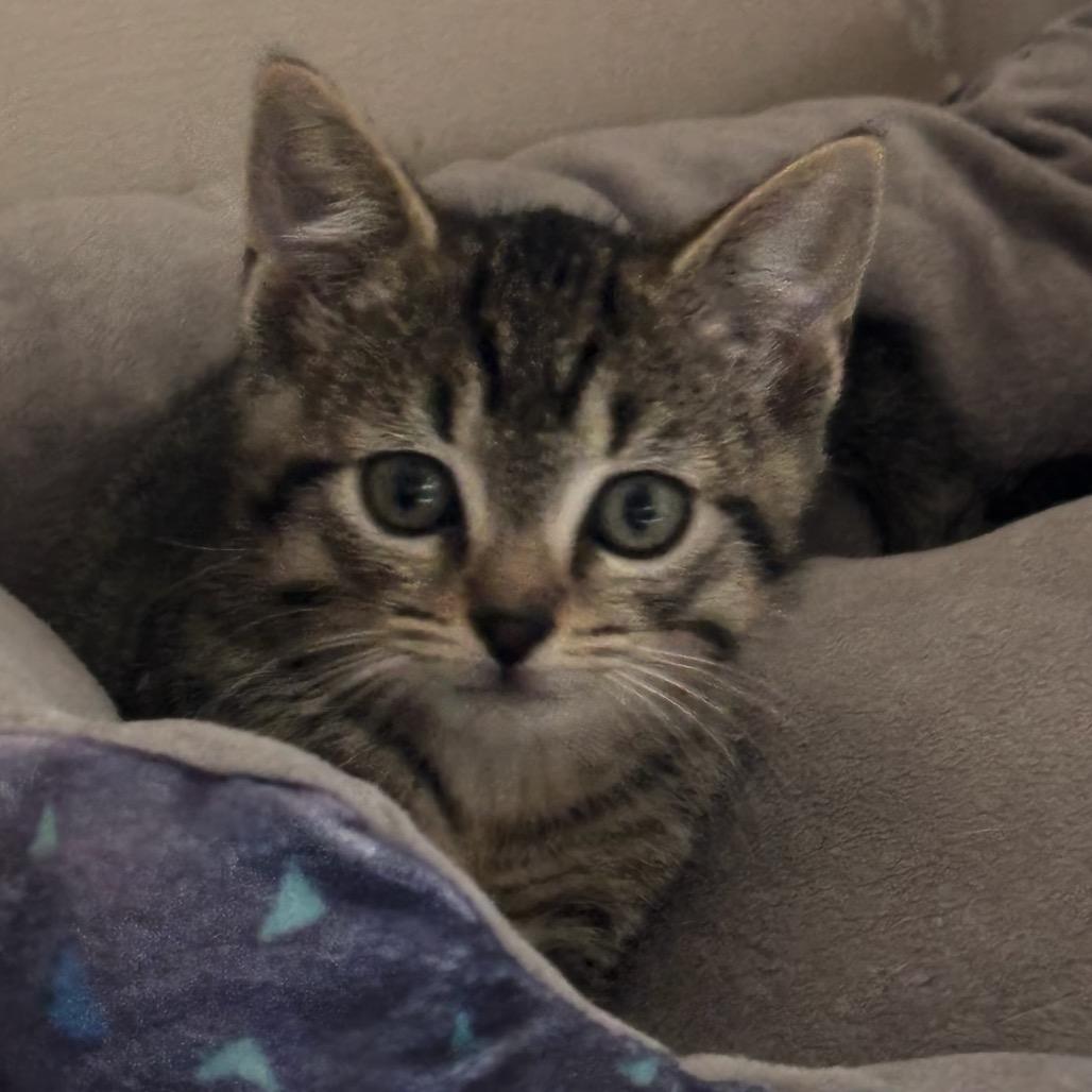 Enlarge Fiji 2026, a Adoptable Domestic Short Hair in Bensalem, PA image 4/4