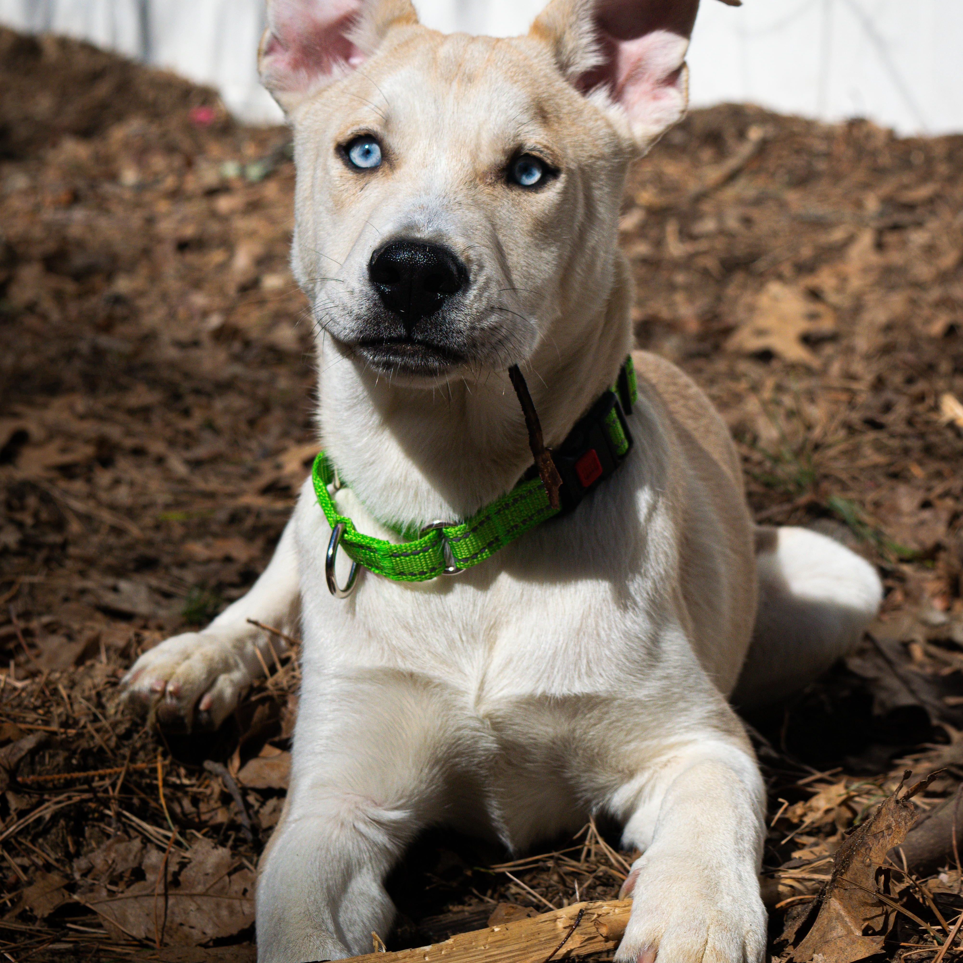 Enlarge Snickerdoodle, a ADOPTABLE mixed breed in Schenectady, NY image 5/6