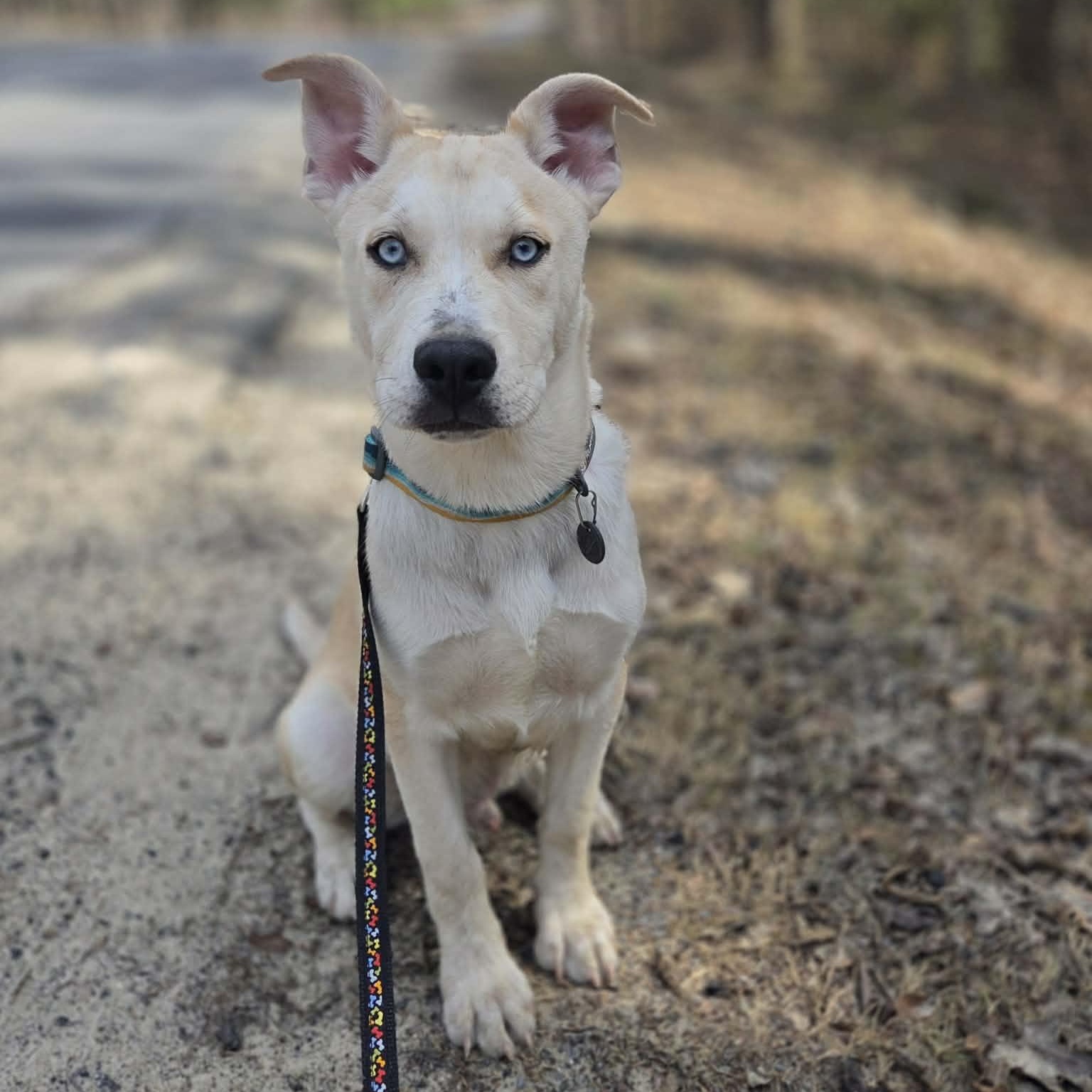 Enlarge Snickerdoodle, a ADOPTABLE mixed breed in Schenectady, NY image 2/6