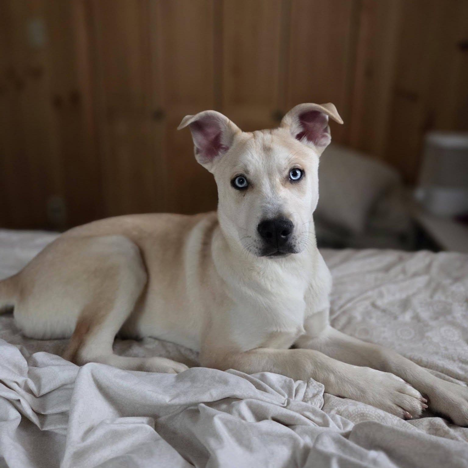 Enlarge Snickerdoodle, a ADOPTABLE mixed breed in Schenectady, NY image 4/6