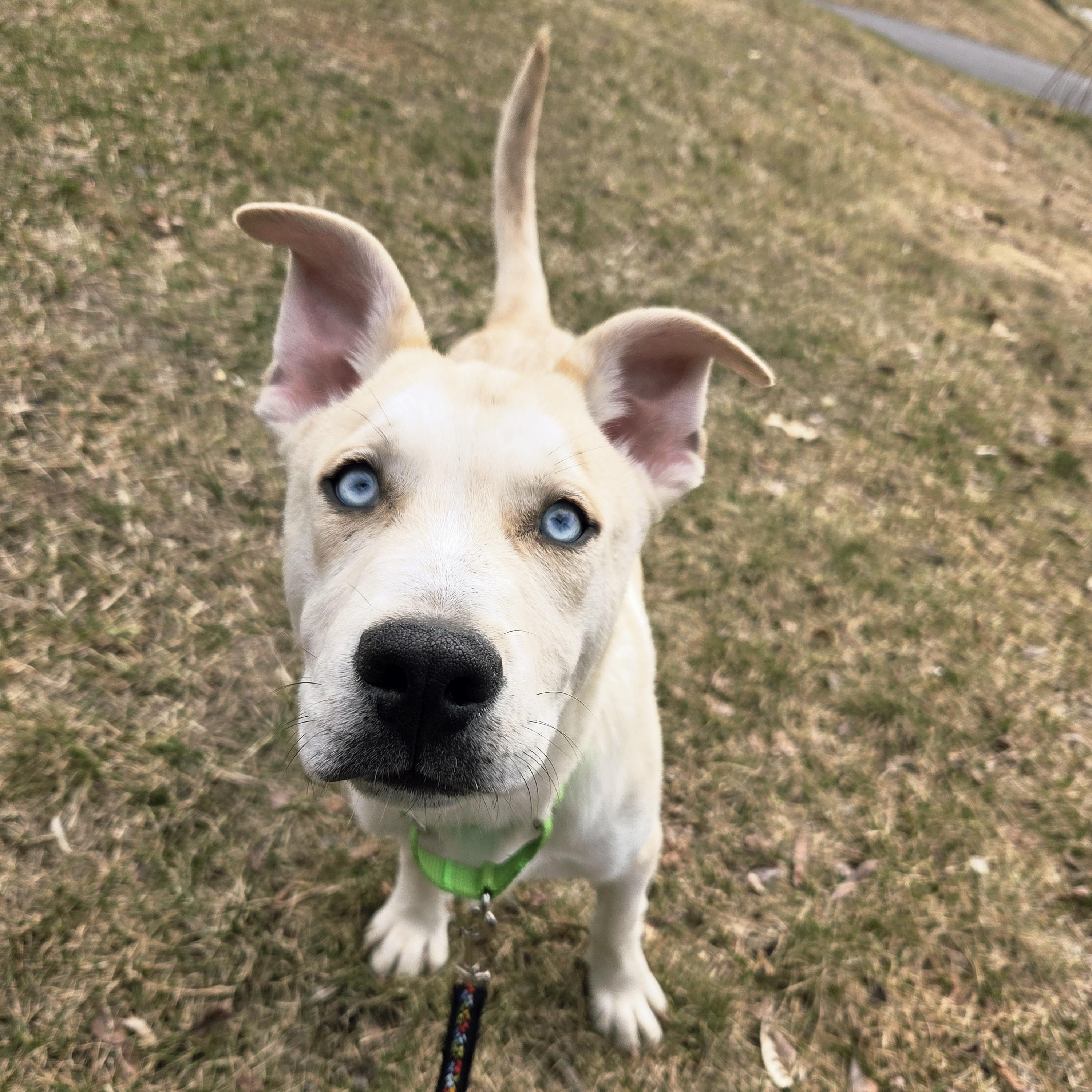 Snickerdoodle, ADOPTABLE, Puppy Male Siberian Husky & Pit Bull Terrier.