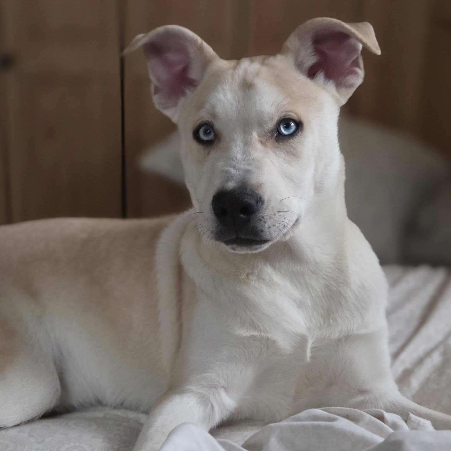 Enlarge Snickerdoodle, a ADOPTABLE mixed breed in Schenectady, NY image 3/6