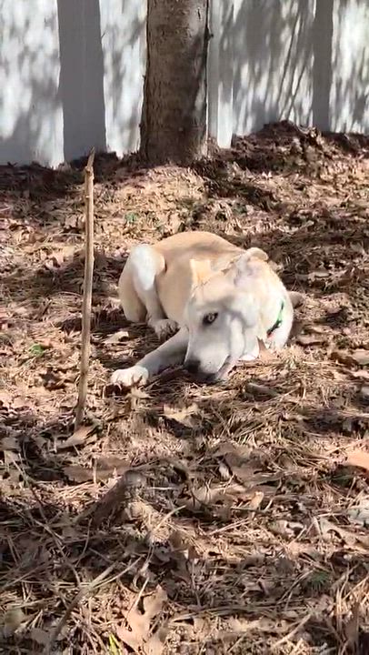 Enlarge Snickerdoodle, a ADOPTABLE mixed breed in Schenectady, NY video 6/6