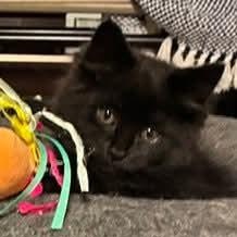 Quinn, adopted, Kitten Male Domestic Long Hair.