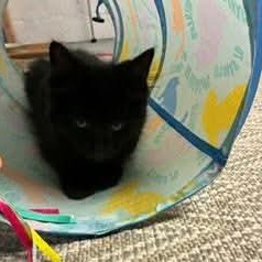 Quinn, an adopted Domestic Long Hair in Gladstone, OR image 4/6