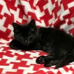 Quinn, an adopted Domestic Long Hair in Gladstone, OR image 6/6