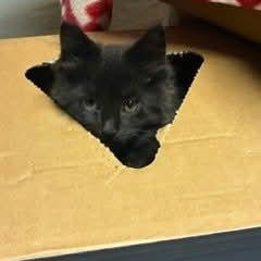Quinn, an adopted Domestic Long Hair in Gladstone, OR image 5/6