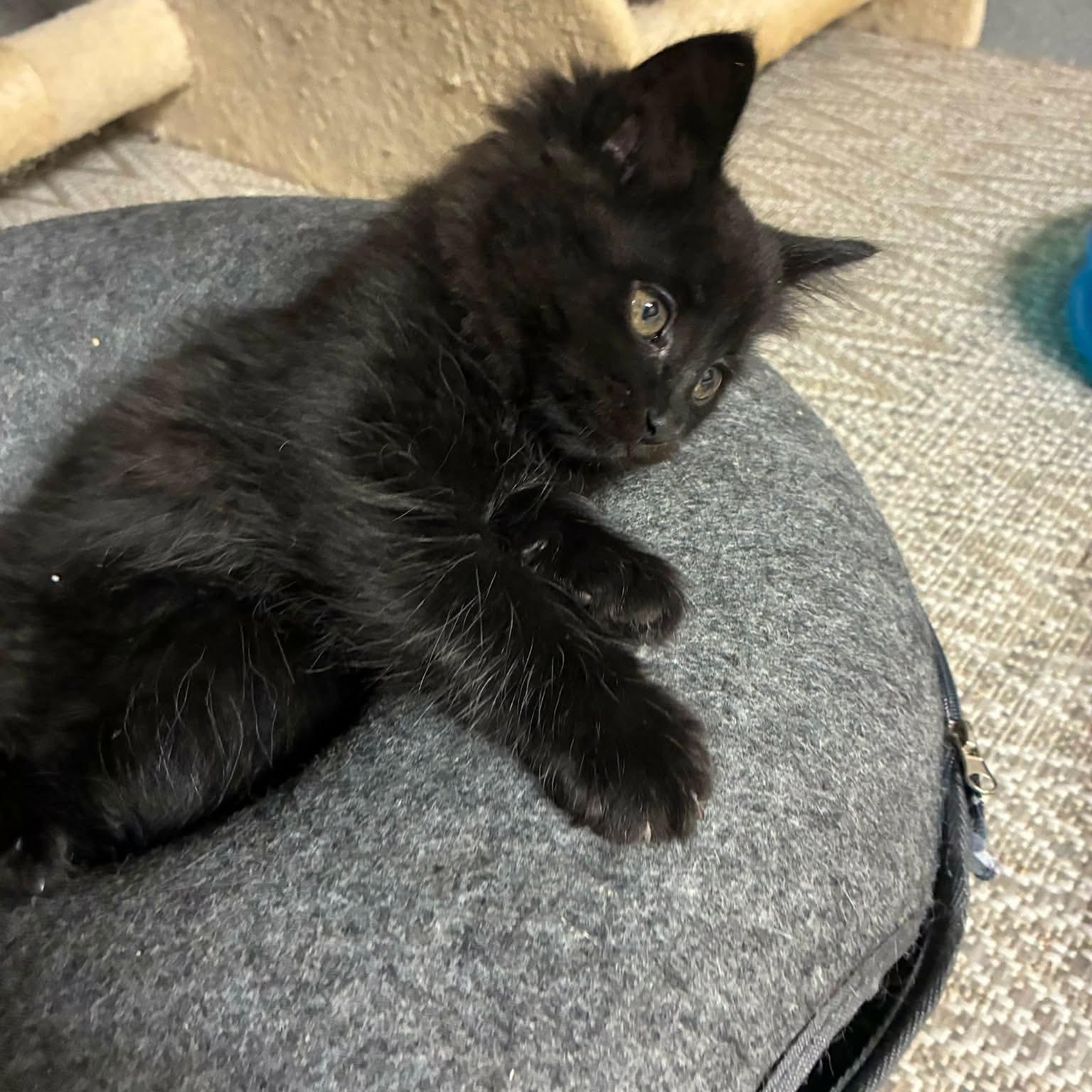 Quinn, an adopted Domestic Long Hair in Gladstone, OR image 2/6