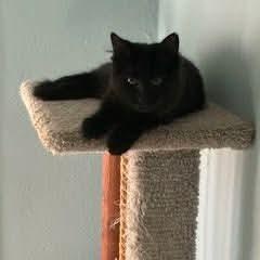 Quinn, an adopted Domestic Long Hair in Gladstone, OR image 3/6
