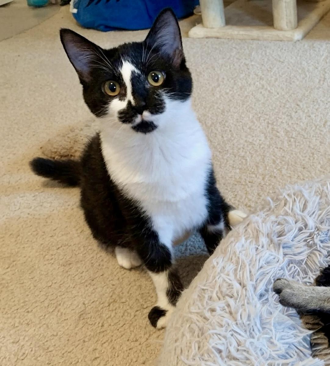 Enola, Adoptable, Kitten Female Domestic Short Hair.