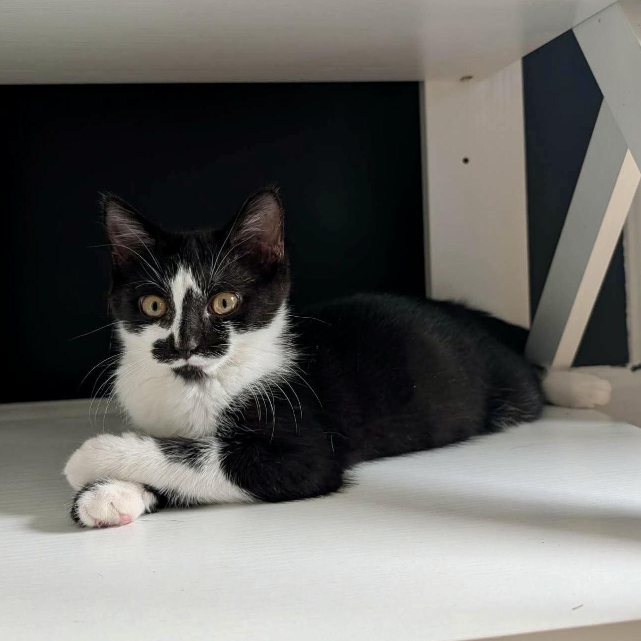 Enlarge Enola, a Adoptable Domestic Short Hair in Apex, NC image 3/6