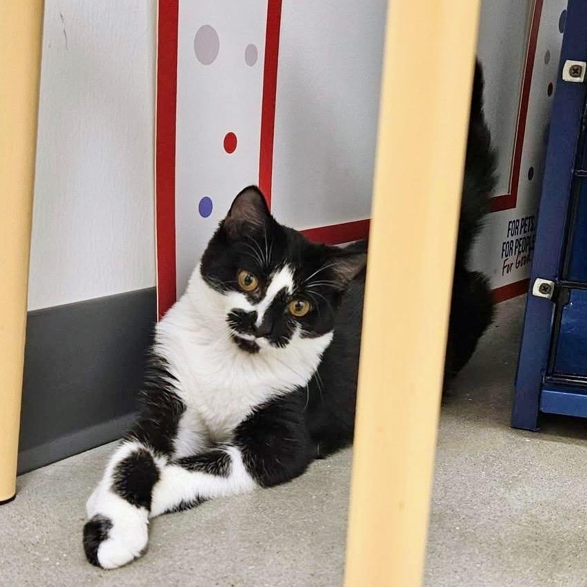 Enlarge Enola, a Adoptable Domestic Short Hair in Apex, NC image 6/6
