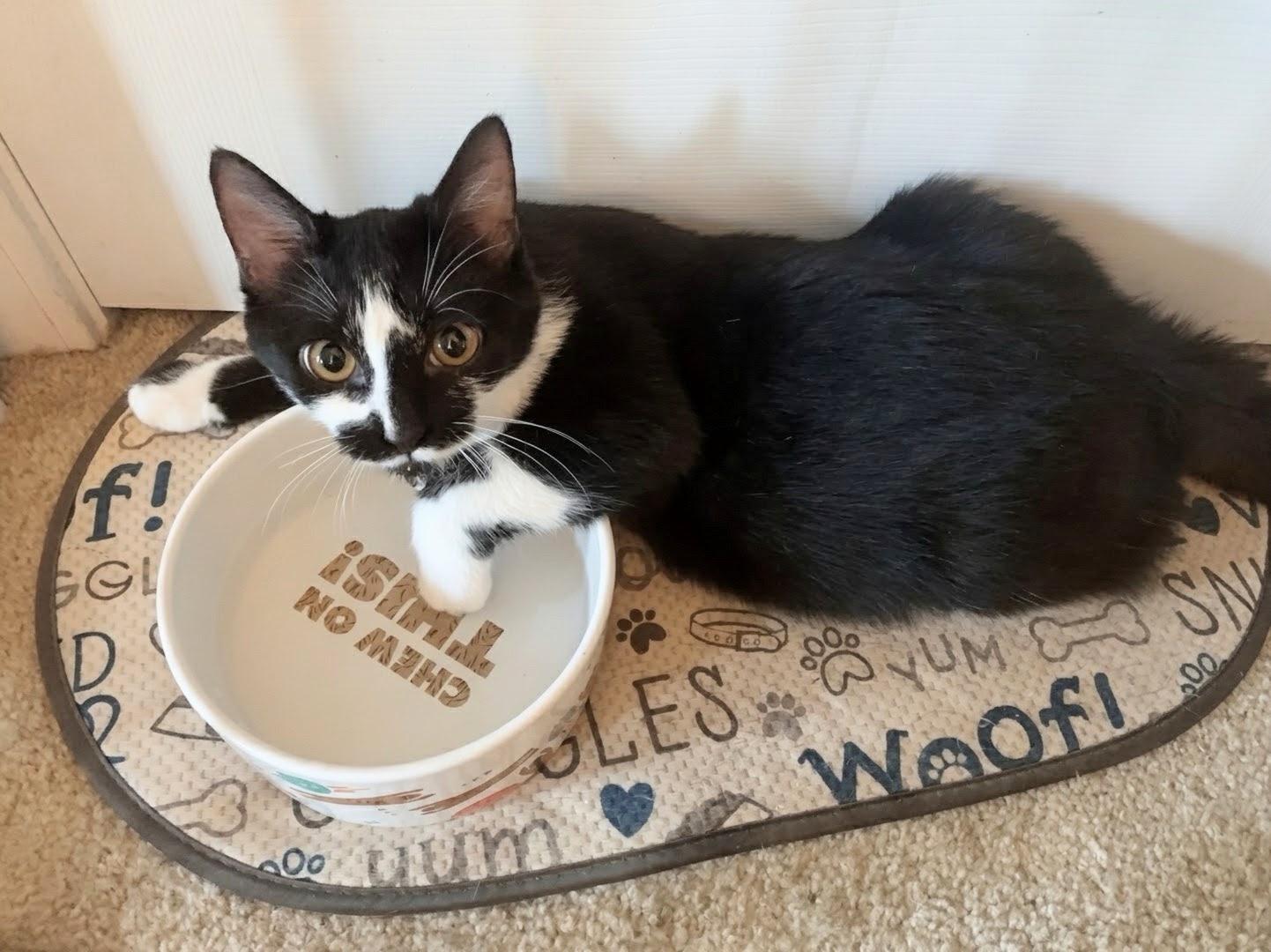 Enlarge Enola, a Adoptable Domestic Short Hair in Apex, NC image 4/6