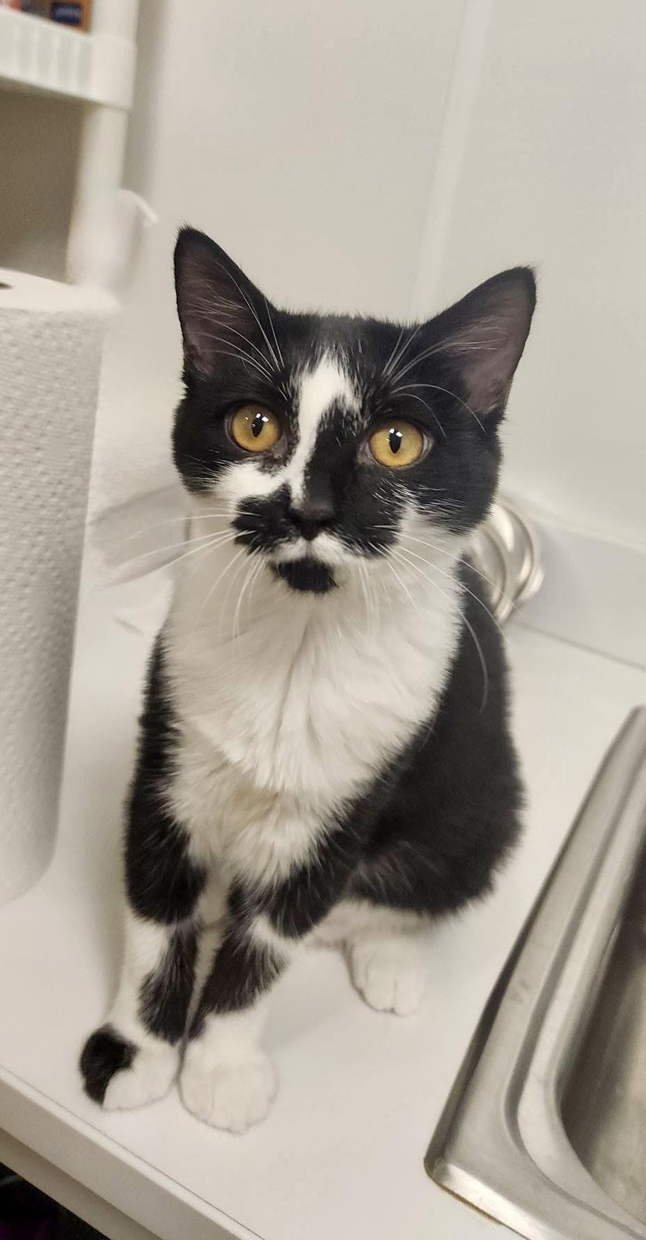 Enlarge Enola, a Adoptable Domestic Short Hair in Apex, NC image 5/6