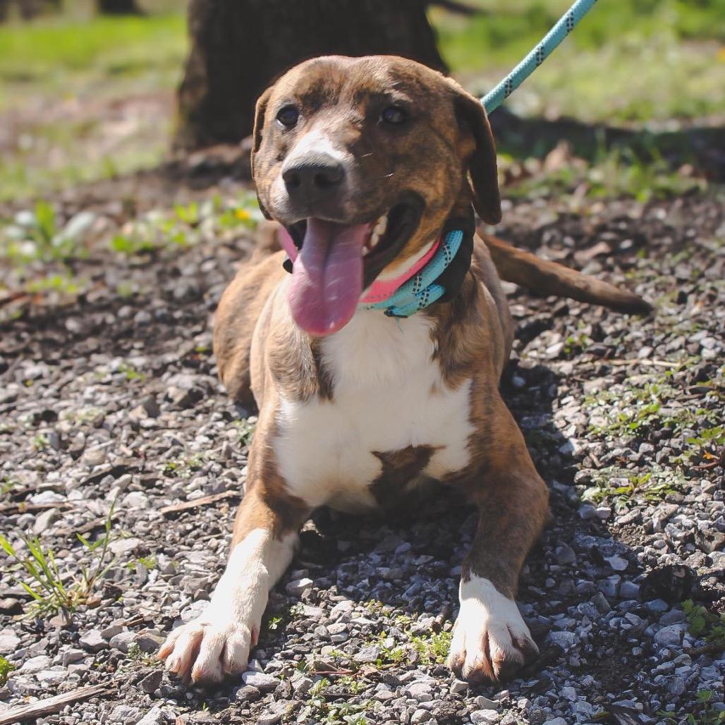 Enlarge Dolly, a Adoptable mixed breed in Princeton, KY image 1/5