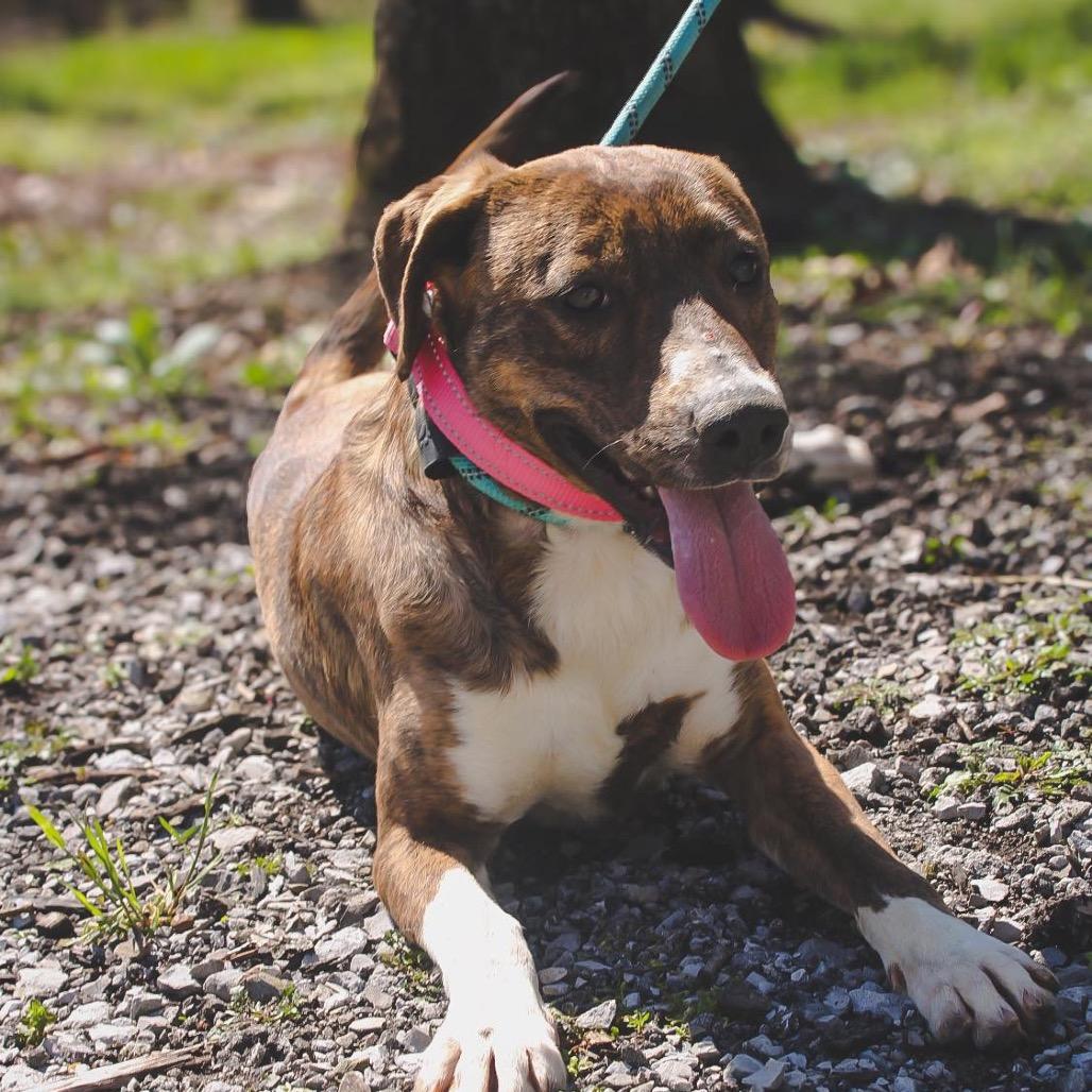 Enlarge Dolly, a Adoptable mixed breed in Princeton, KY image 2/5