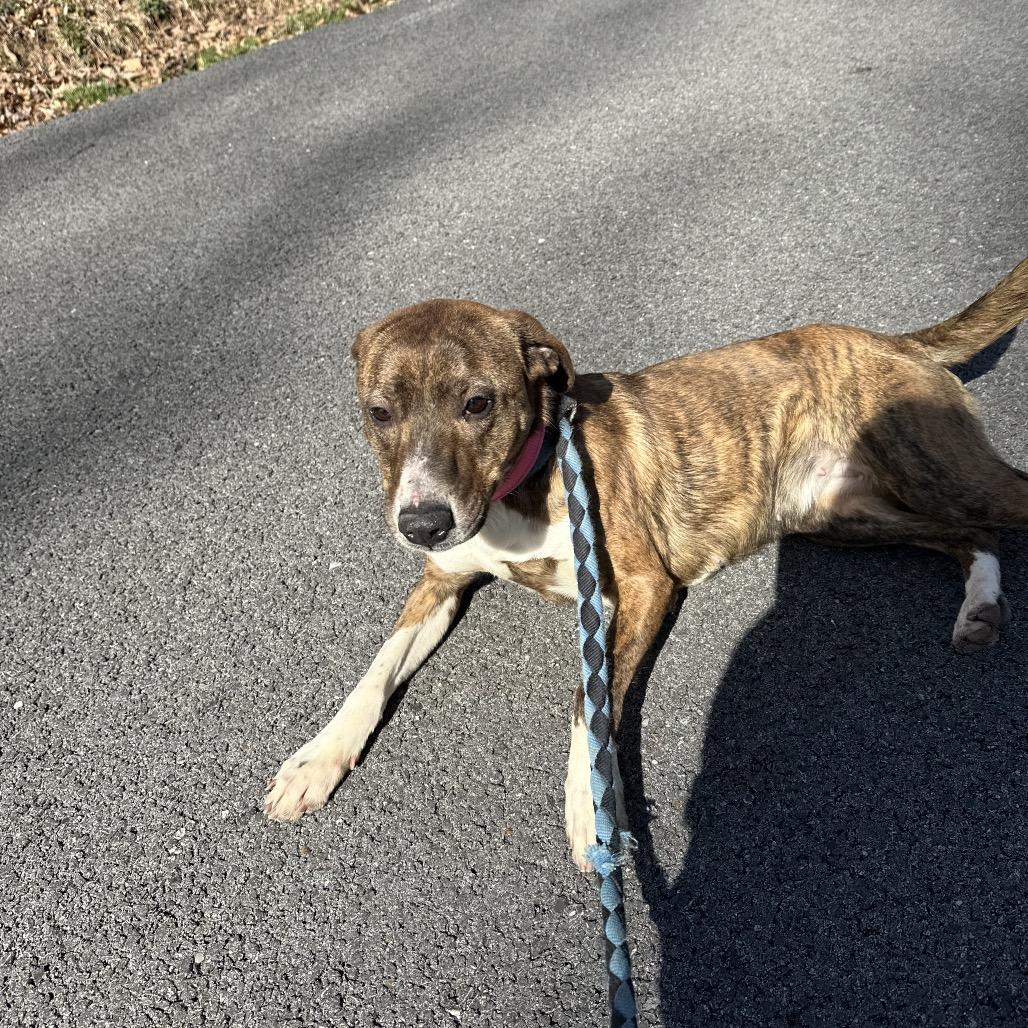 Enlarge Dolly, a Adoptable mixed breed in Princeton, KY image 3/5