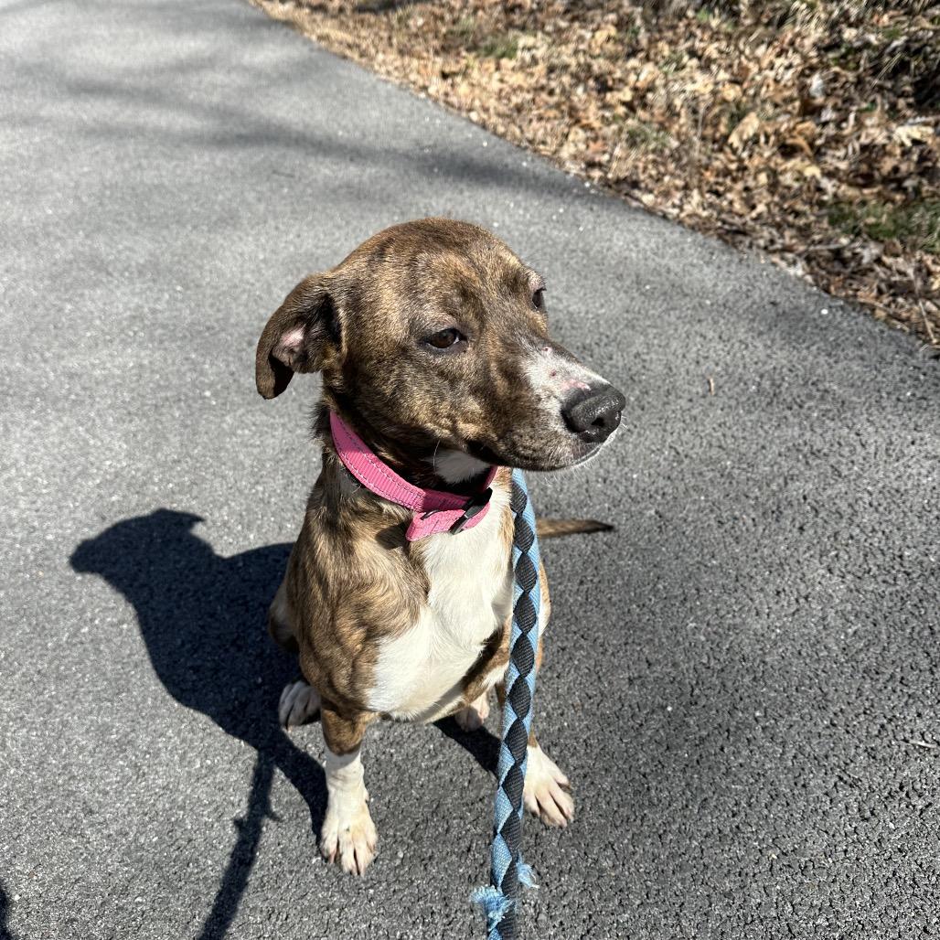 Enlarge Dolly, a Adoptable mixed breed in Princeton, KY image 4/5