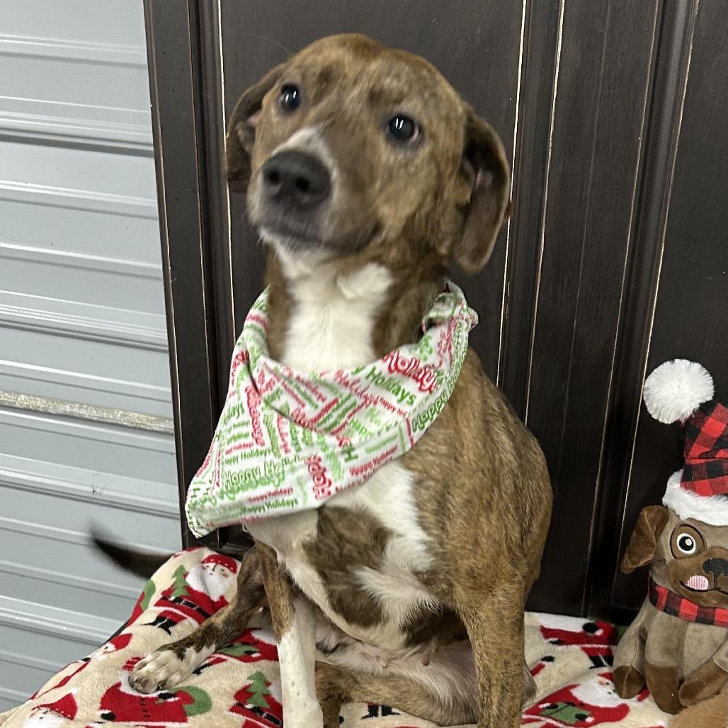 Enlarge Dolly, a Adoptable mixed breed in Princeton, KY image 4/6