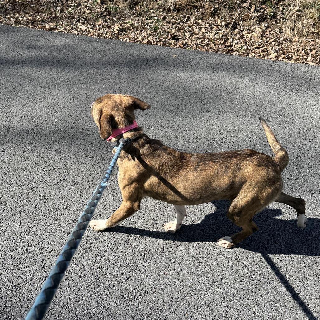 Enlarge Dolly, a Adoptable mixed breed in Princeton, KY image 5/5