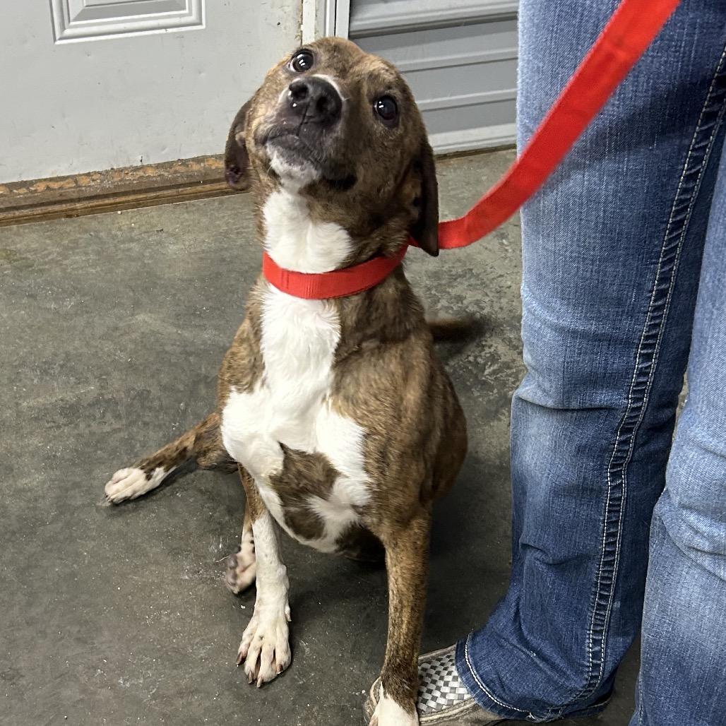 Enlarge Dolly, a Adoptable mixed breed in Princeton, KY image 6/6