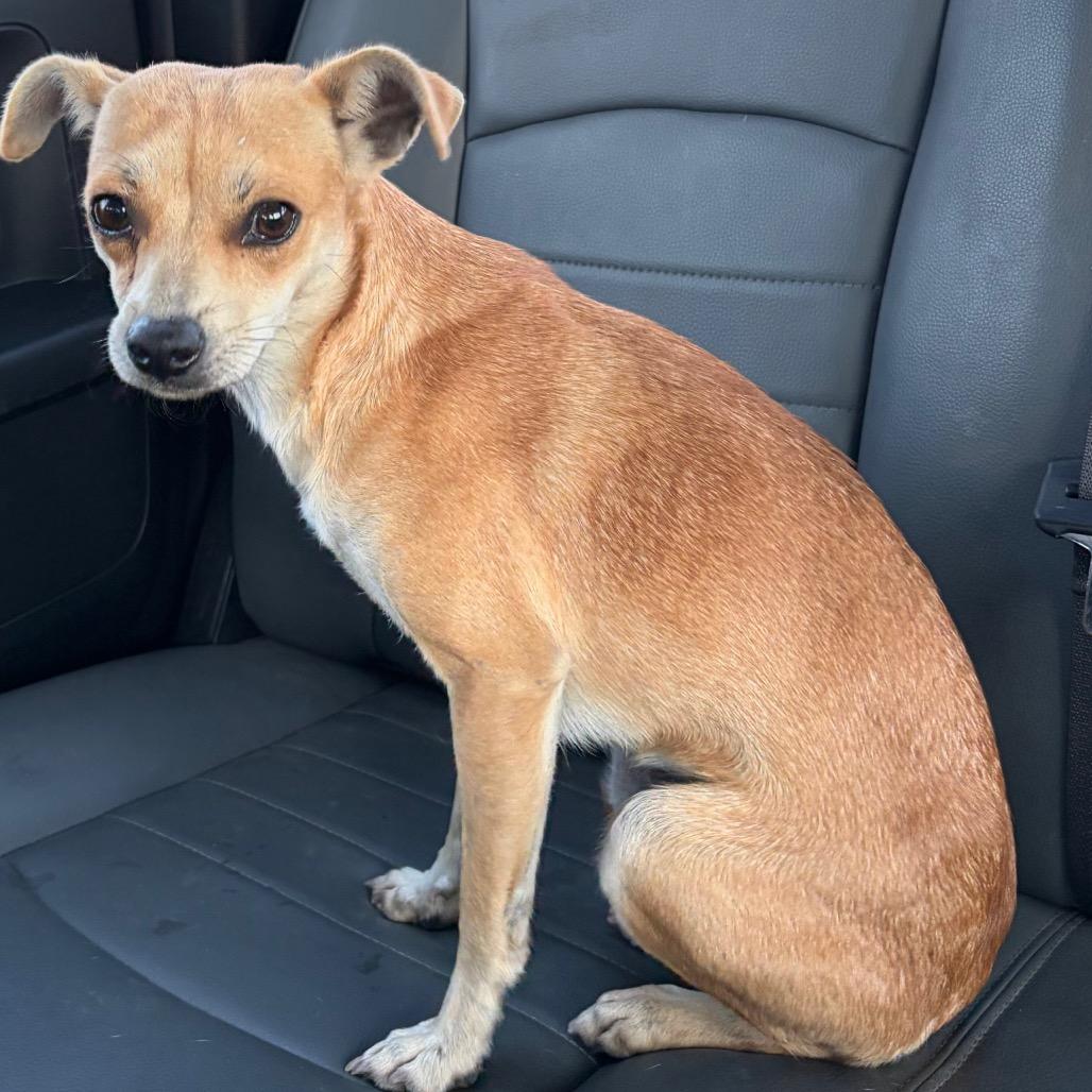 Faline, Adoptable, Young Female Chihuahua.