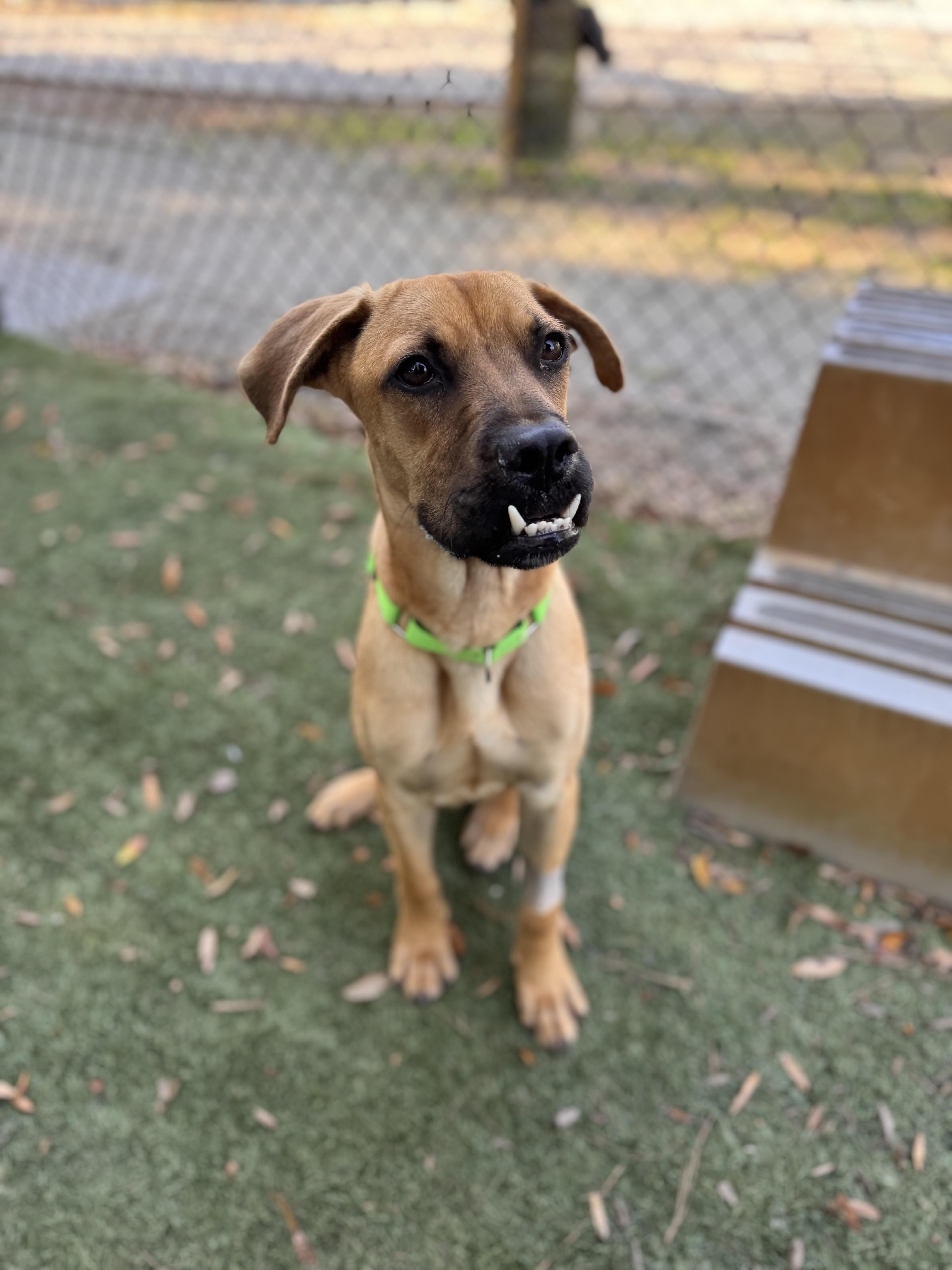 Enlarge Chewy, a ADOPTABLE mixed breed in Pawleys Island, SC image 1/1