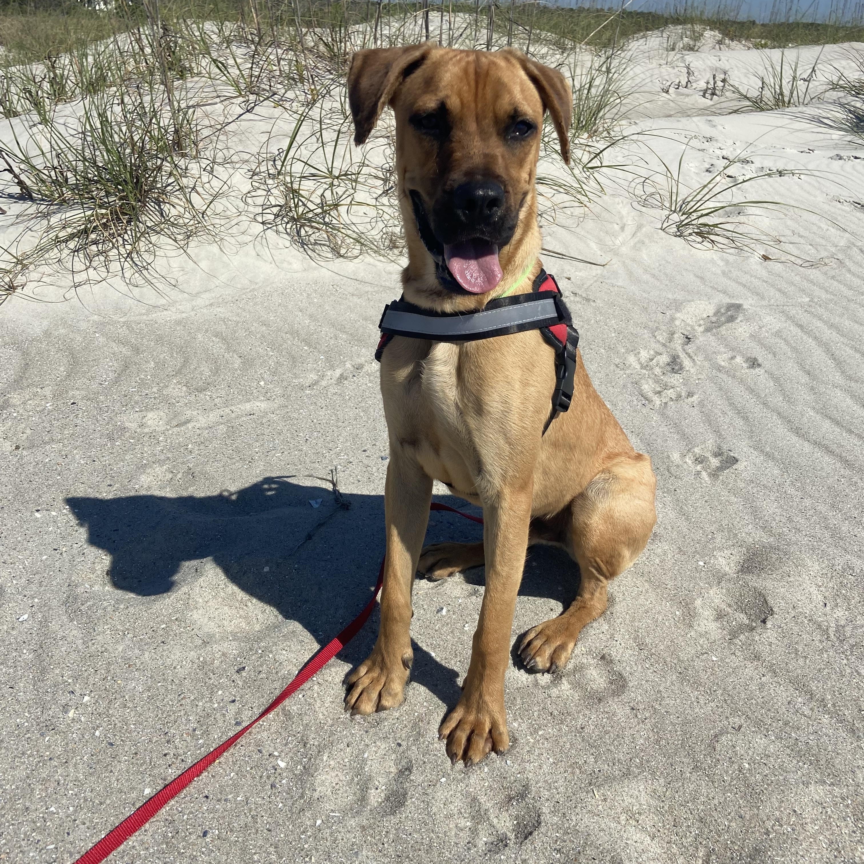 Enlarge Chewy, a ADOPTABLE mixed breed in Pawleys Island, SC image 1/1