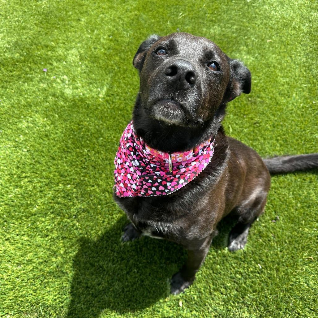 Enlarge Midnight Misty, a Adoptable Mixed Breed in Turlock, CA image 1/6