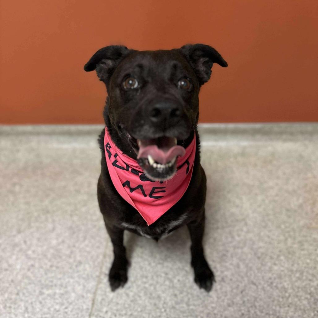 Enlarge Midnight Misty, a Adoptable Mixed Breed in Turlock, CA image 2/6