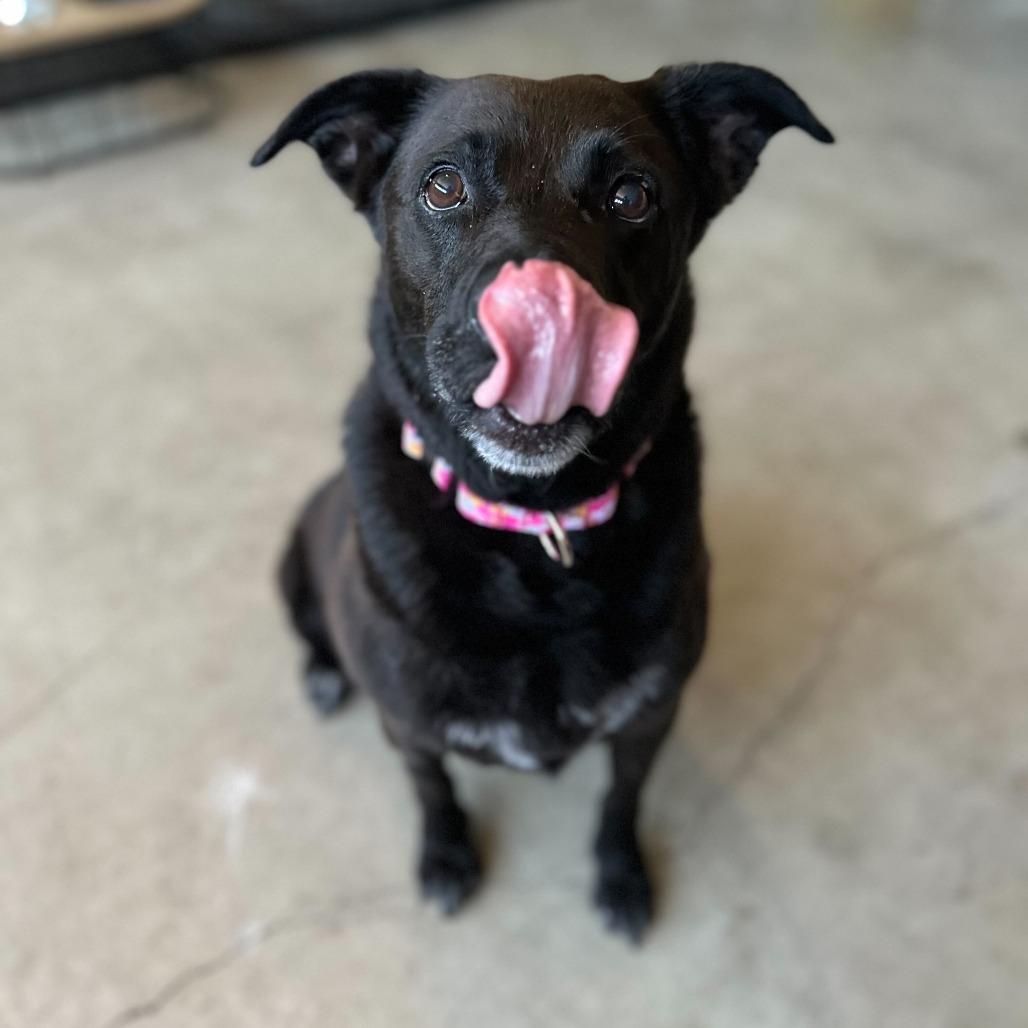 Enlarge Midnight Misty, a Adoptable Mixed Breed in Turlock, CA image 3/6